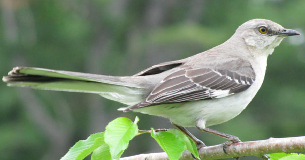 Florida Considers Ousting Mockingbird As Official State Bird - CBS Miami