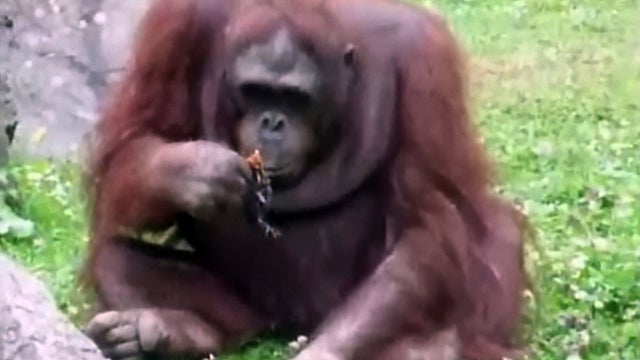 Duck_and_Orangutan_0616.jpg 