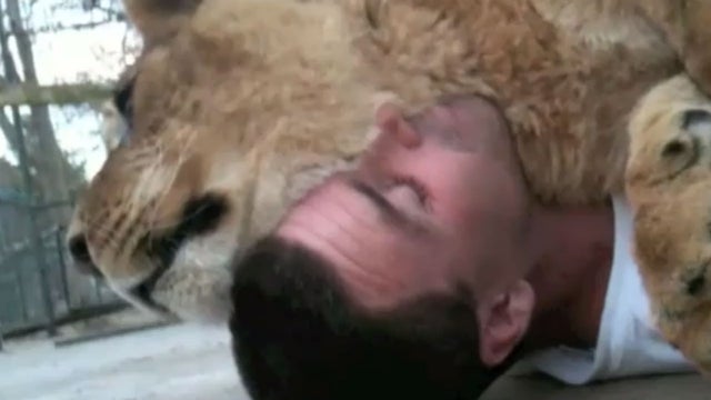 lioness sleeps on handler 