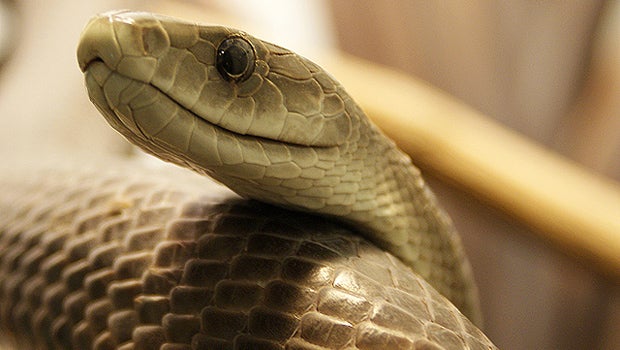 Can A Black Mamba Kill A Lion Did bite from black mamba kill New York woman? - CBS News