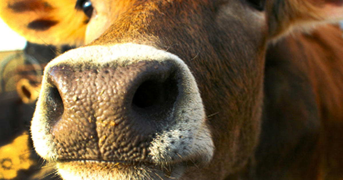 Human Milk From Cows Scientists Make It Happen CBS News