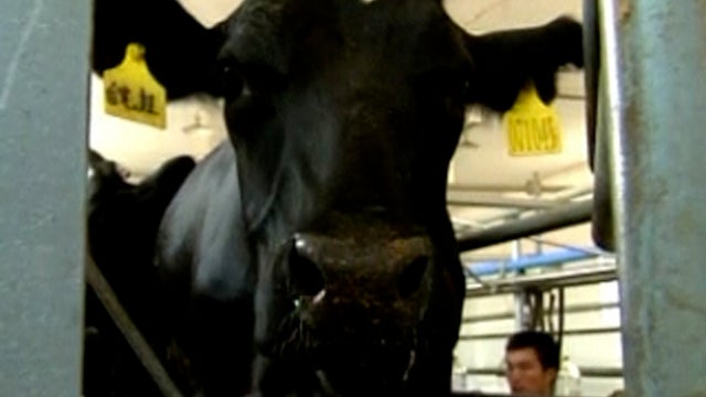 Human breast milk from cows? 