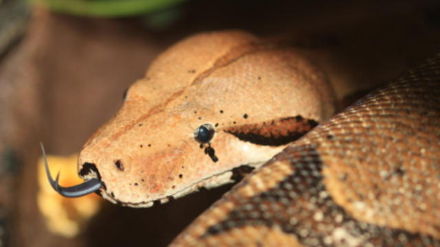 snake-boa-constrictor.jpg 