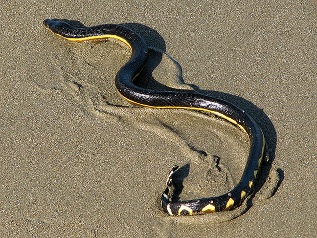 yellow bellied sea snake, poisonous, venomous, dangerous, deadly 
