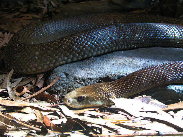 inland taipan, snake, deadly, poisonous, venomous, dangerous 