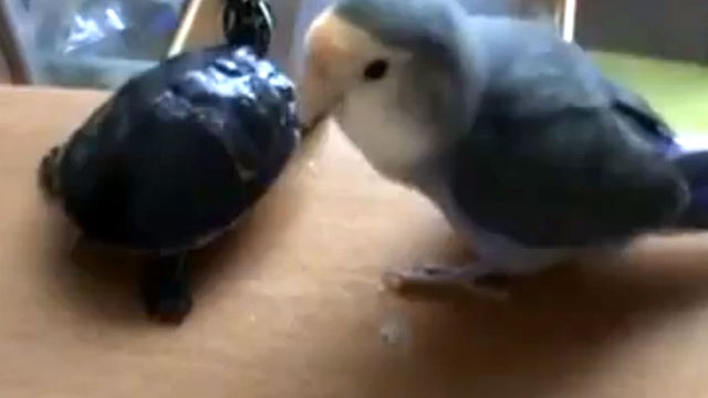 bird vs turtle 