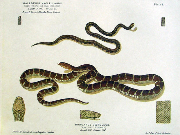 common indian krait, snake 