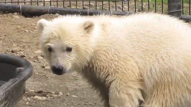 polar bear gets ice 