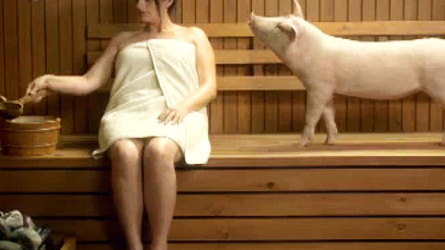 USDA food safety, pig 