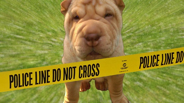 doggie.jpg 