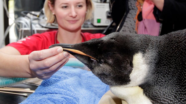 Vet cares for penguin found on New Zealand beach 