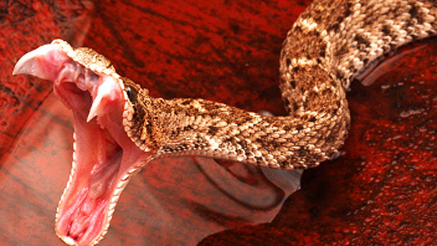 Snake! 15 deadliest serpents 