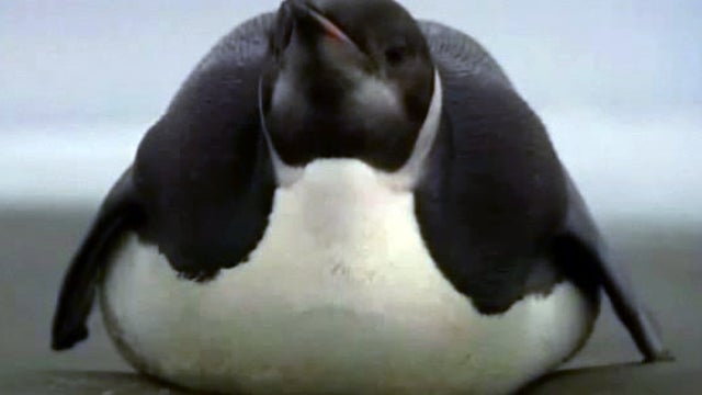 penguin_628_1.jpg 