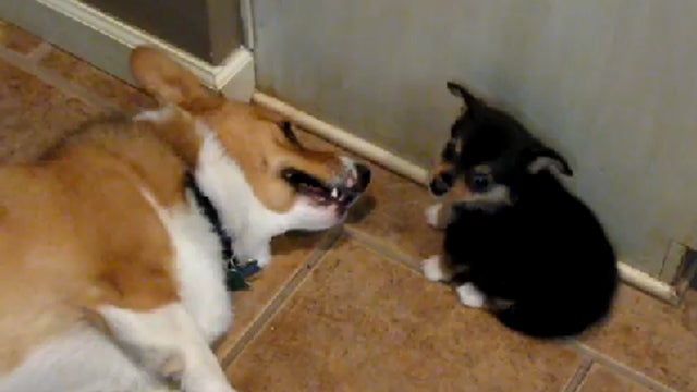 Corgi_and_Puppy_copy.jpg 