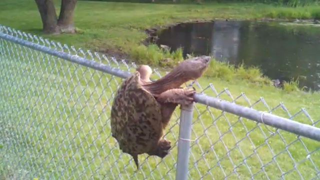 turtle climbs fence 