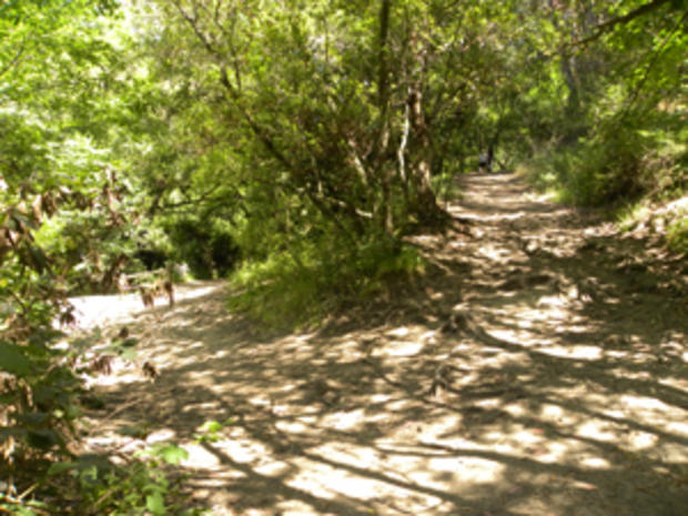 curran trail 