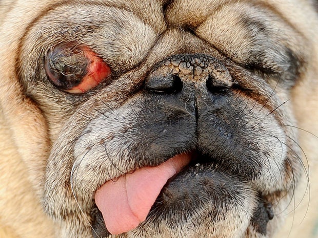 Hercules, a blind one-eyed 15-year-old pug, competes in the 2011 World's Ugliest Dog Contest. 