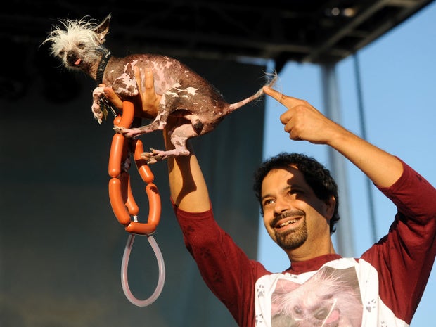 Dane Andrew campaigns Rascal in the 2011 World's Ugliest Dog Contest on Friday, June 24, 2011, in Petaluma, Calif. 