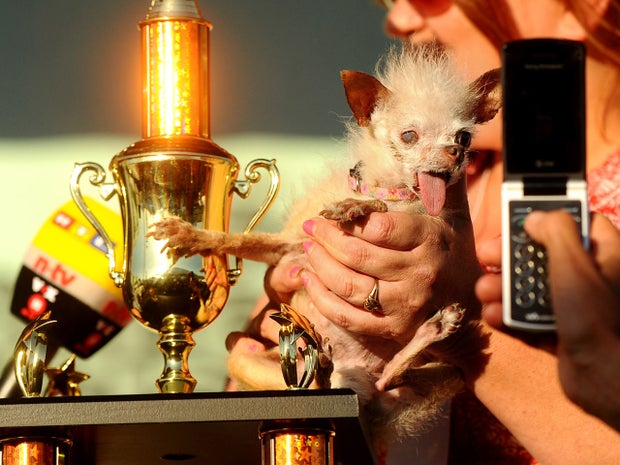 Yoda greets fans following her victory at the 2011 World's Ugliest Dog Contest on June 24, 2011, in Petaluma, Calif. 
