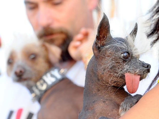 At left, fellow contender Icky eyes Hector, a pure bred Chinese Crested who won his division at the Sonoma-Marin Fair event. 
