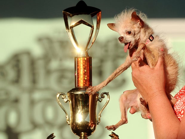 Yoda reaches out for her victory trophy after winning the 2011 World's Ugliest Dog Contest. 