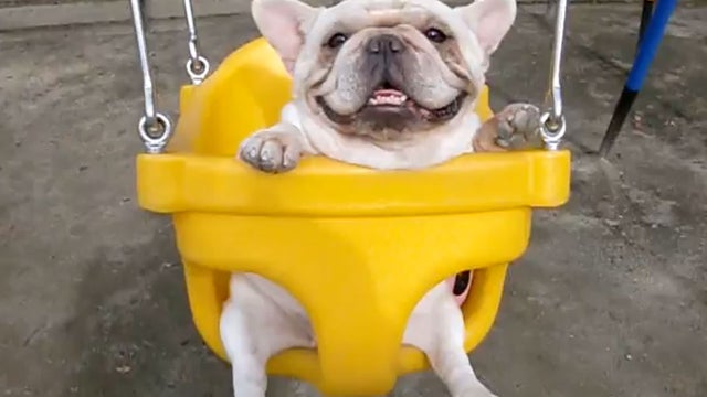 bulldog on swing 