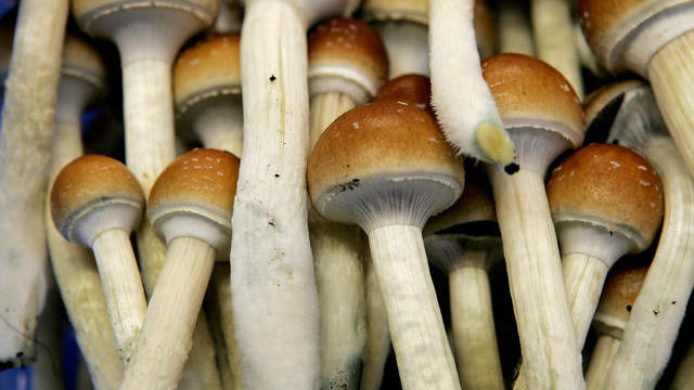 hallucinogenic-mushrooms.jpg 