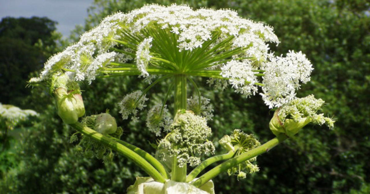 hogweed: facts you must know about the toxic plant