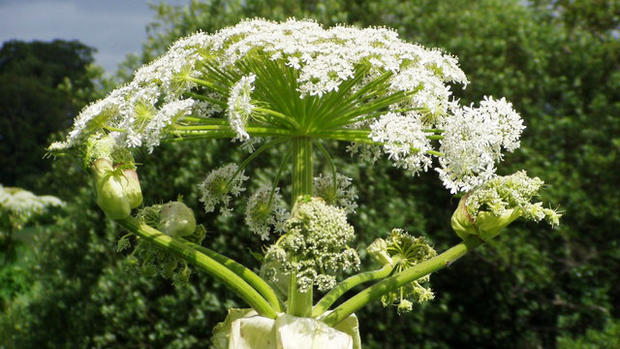 Giant hogweed: 8 facts you must know about the toxic plant 