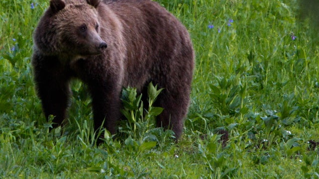 A grizzly bear roams near Beaver Lake in Yellowstone National Park 