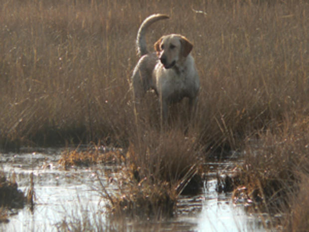 Yellow Lab in Marsh #74A42D 