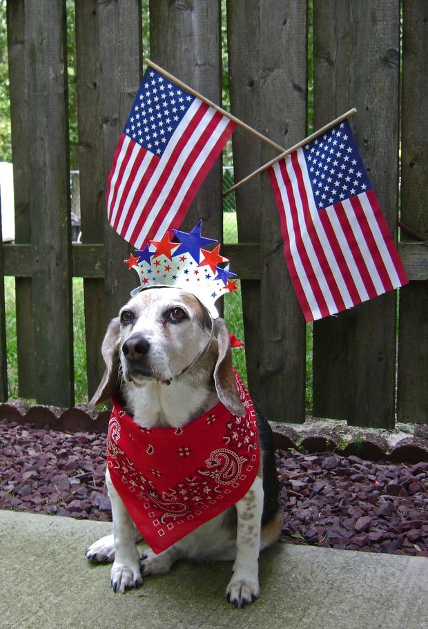 micki-and-bill-bowne-this-is-our-13-year-old-beagle-victoria-celebrating-the-4th-at-our-home-in-pemberton.jpg 