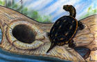 turtlemet.jpg 
