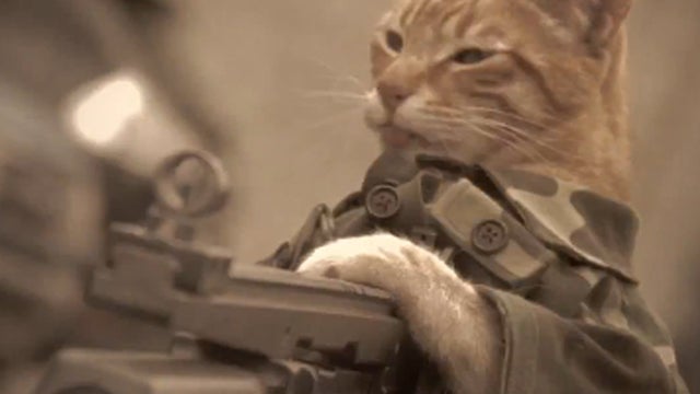 Medal_of_Honor_Cat_copy.jpg 