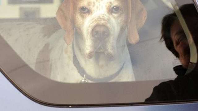 dog-in-car2.jpg 