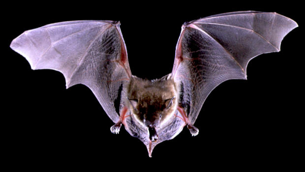 U.S. bats in deep peril 