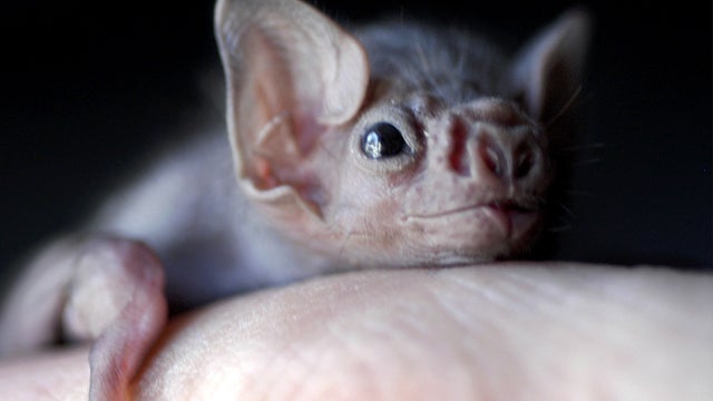 White-winged vampire bat pup 