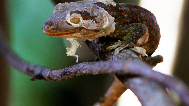 gecko1-AP110715110521_1.jpg 
