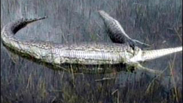 Python Tries To Eat Alligator  