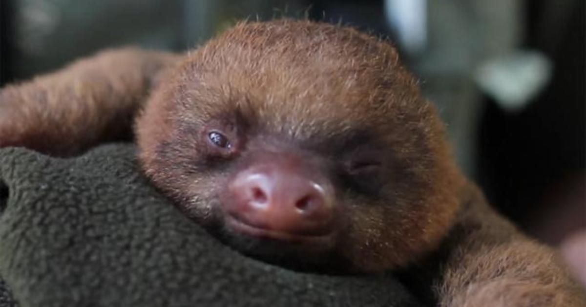 Adorable baby sloth is sleepy - CBS News