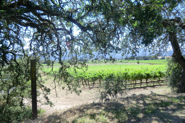 There are usually 500-1300 grape vines per acre in Napa  