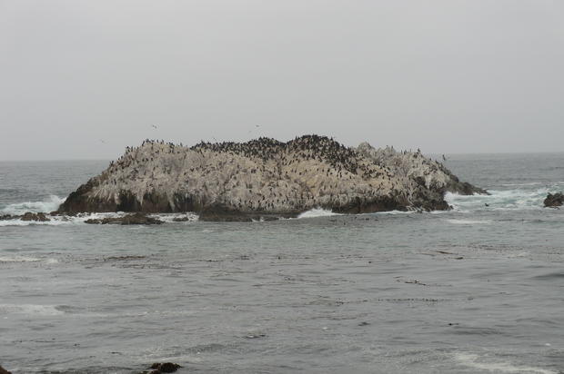 Do you see any sea lions? 