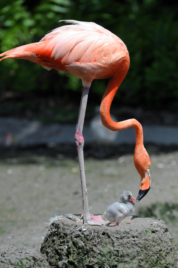 flamingo-chick.jpg 
