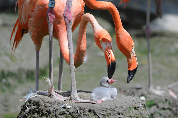 flamingo-chick-1.jpg 
