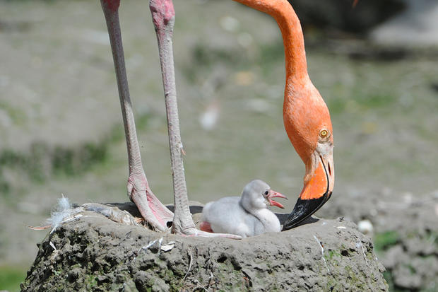flamingo-chick-21.jpg 