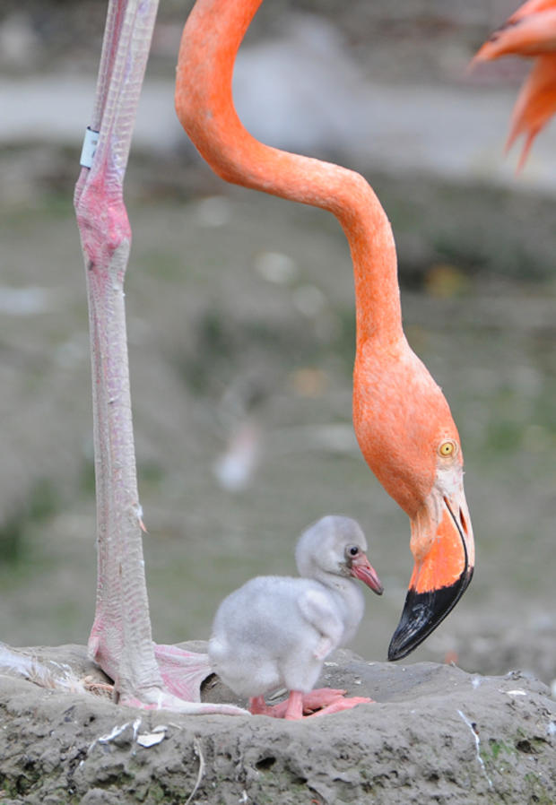 flamingo-chick-3.jpg 
