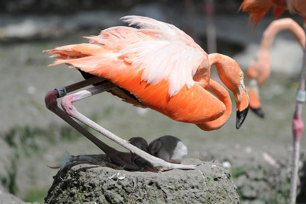 flamingo-chick-reveal.jpg 