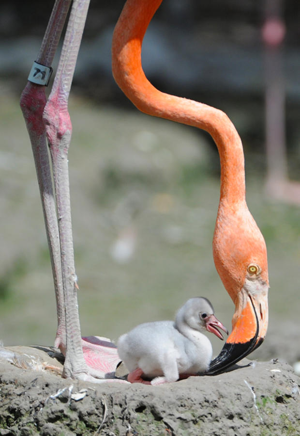 flamingo-chick-5.jpg 