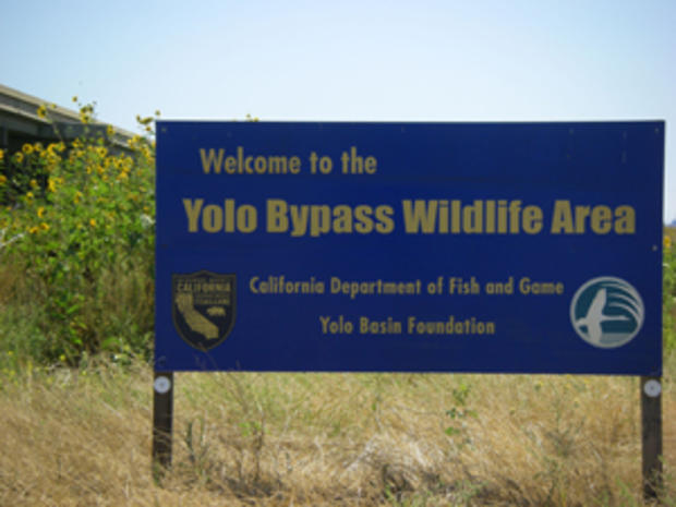 Vic Fazio Yolo Bypass Wildlife Area 