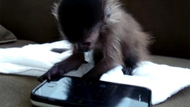 iphone monkey 